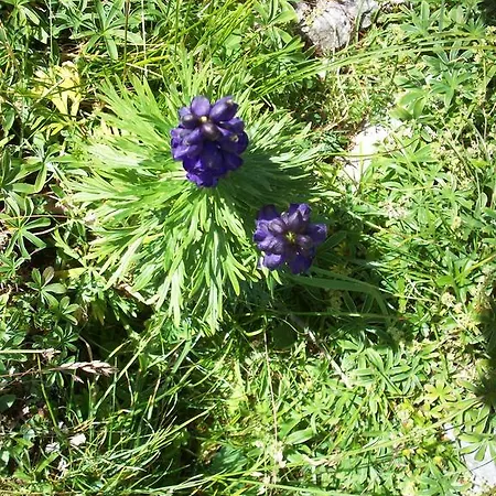 Haus Gabriele Bad Mitterndorf