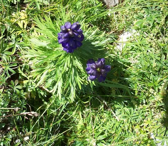 Haus Gabriele Bad Mitterndorf